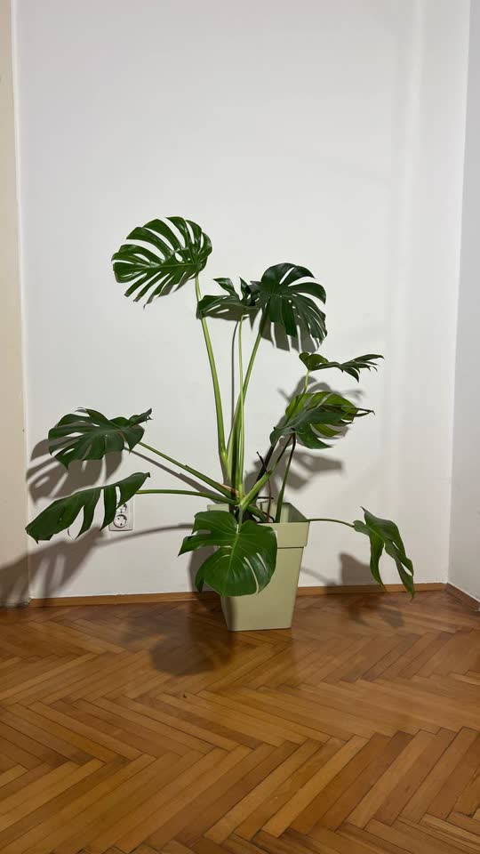 Monstera