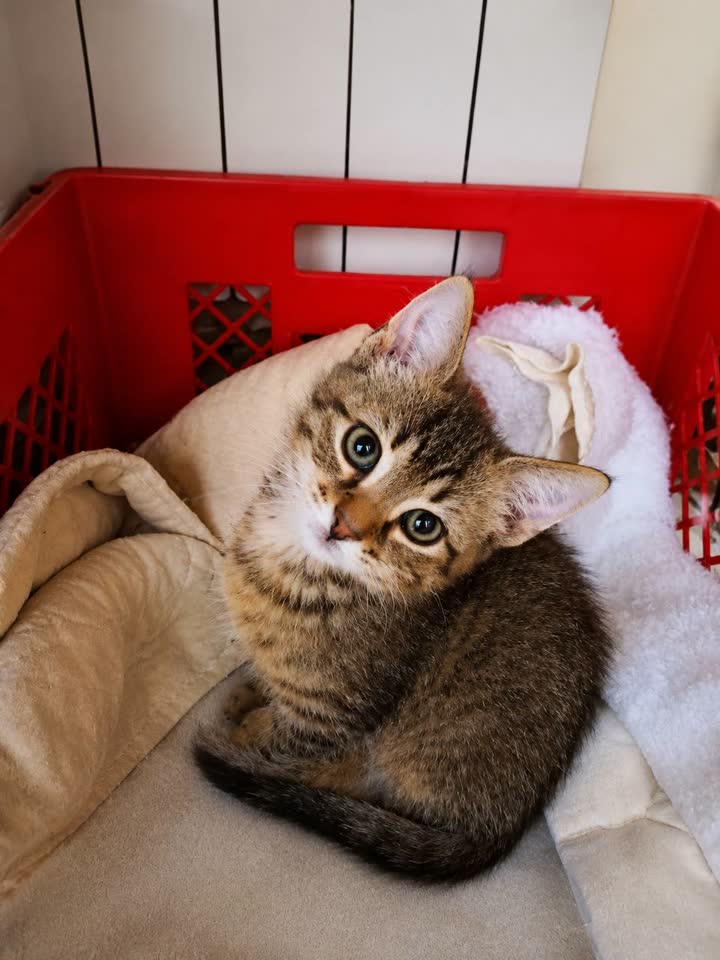 Ищут дом котята 2 месяцев
