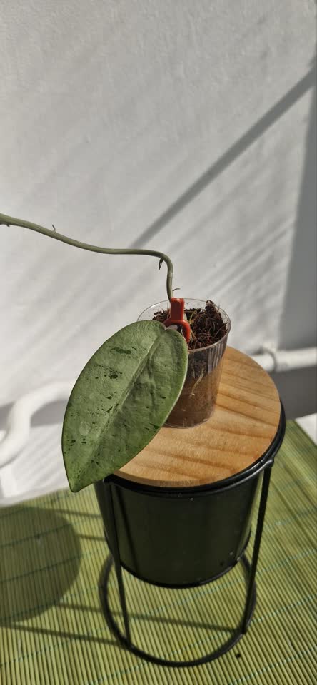 Hoya редкие сорта