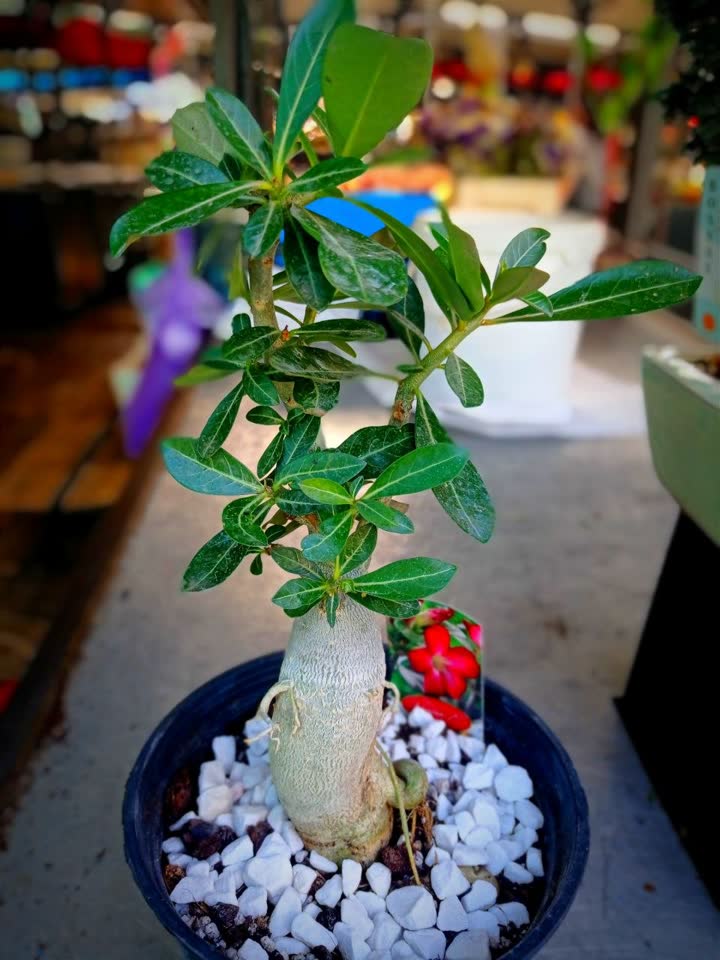 Adenium obesum (Pustinjska ruža) — živa poezija vabi-sabi