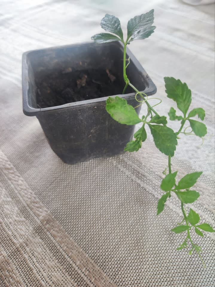 Gynostemma pentaphyllum