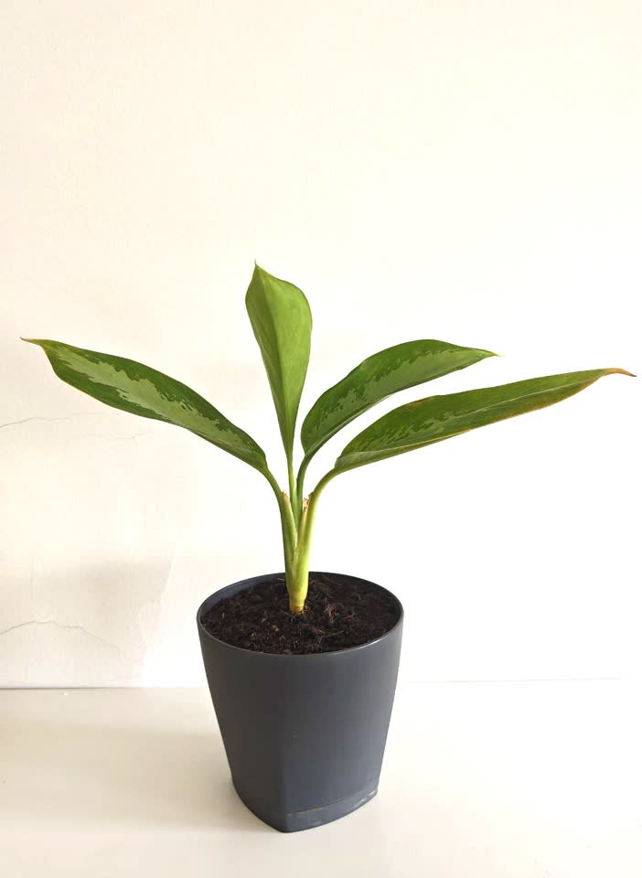 Aglaonema
