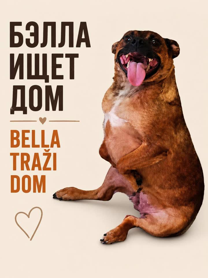 Бэлла ищет forever family