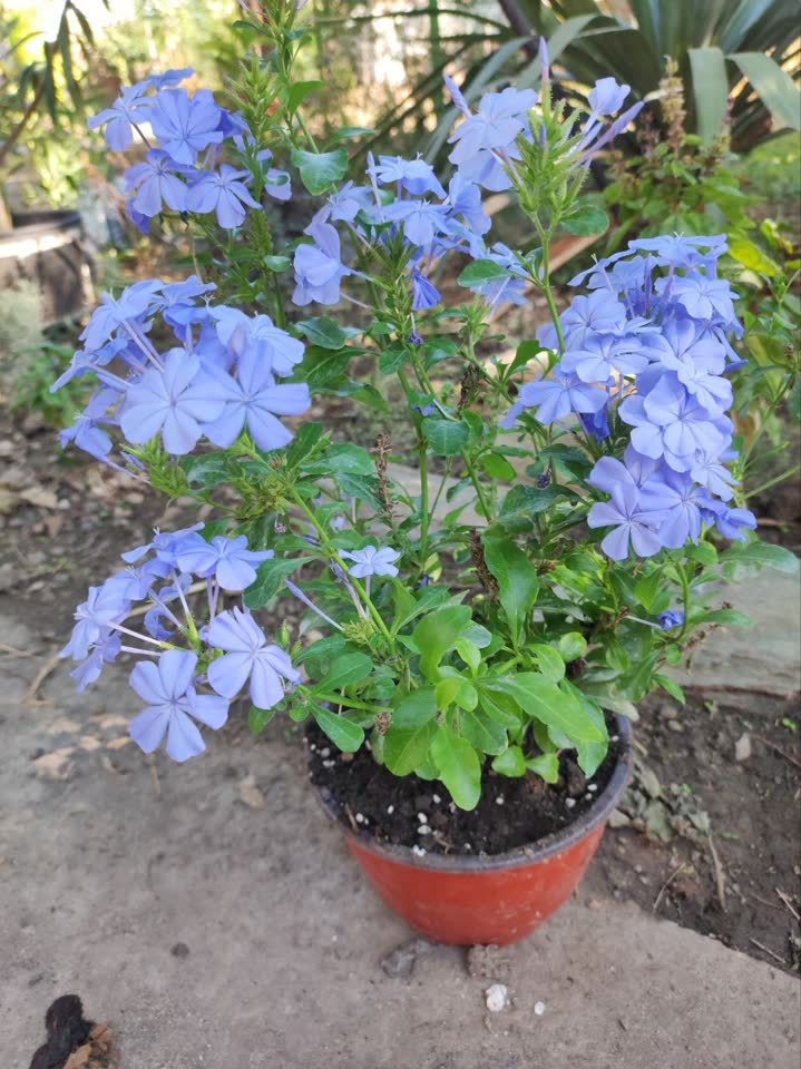 Ružičasta plumbaga (plumbago auriculata) - 700 dinara Obilno cveta, leti biljka može da boravi napolju