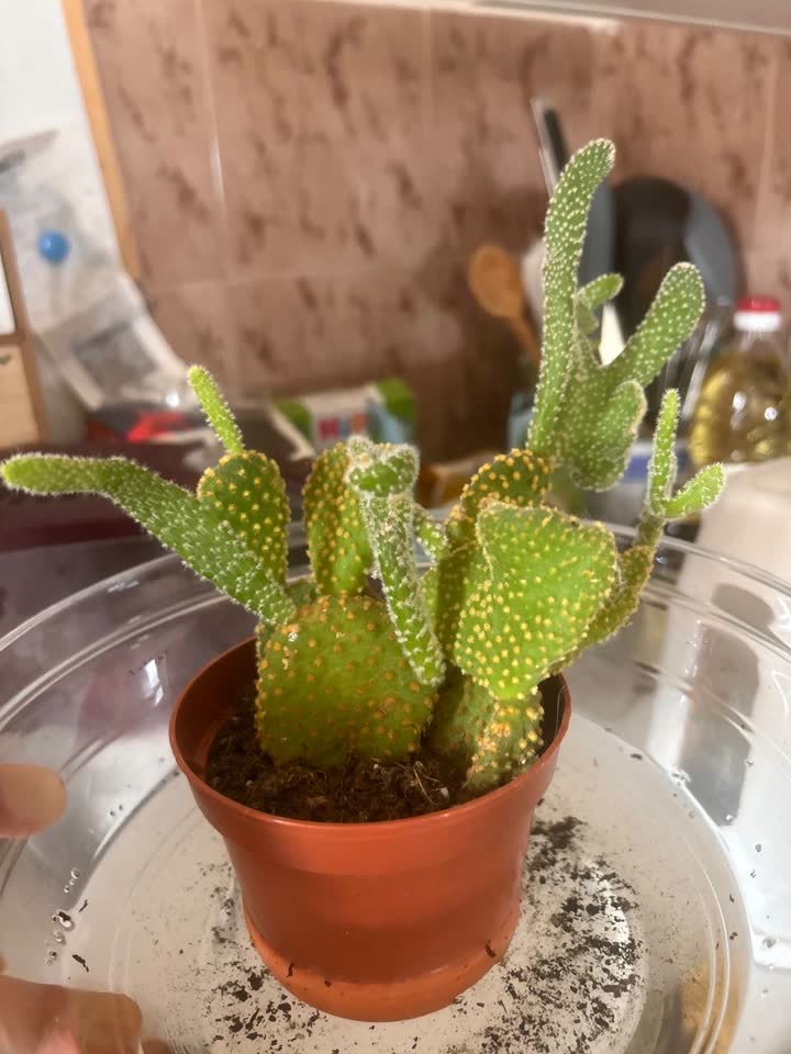 Opuntia microdasys