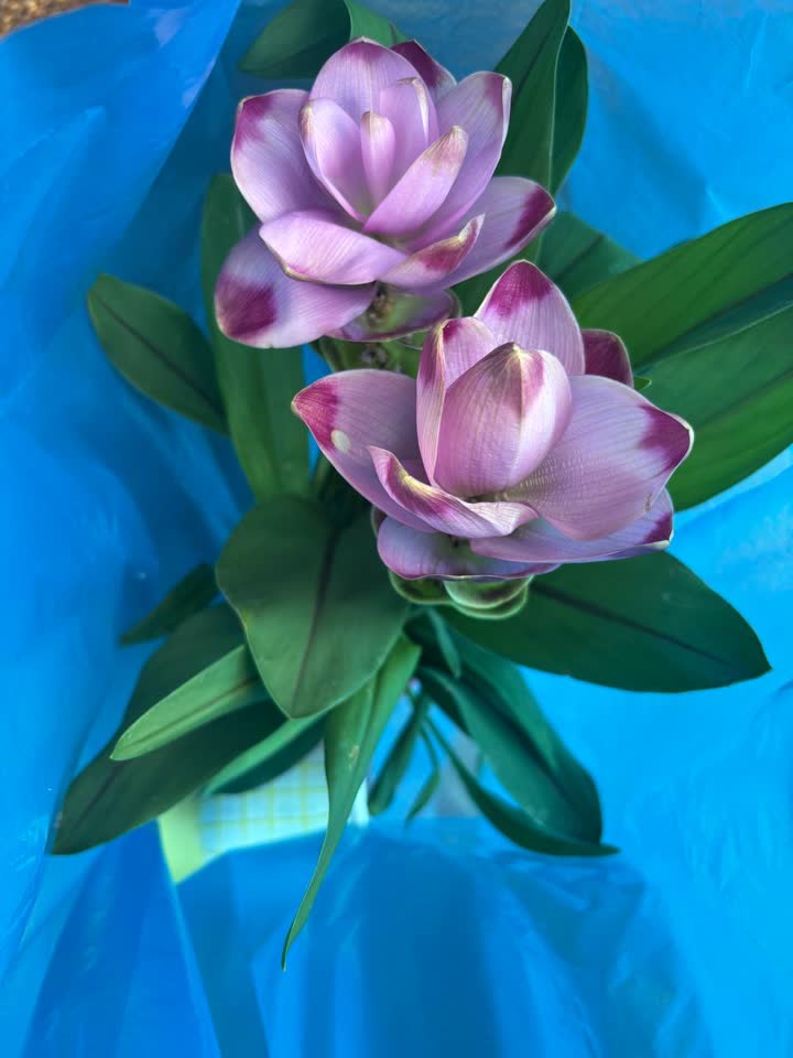 Sijamski tulipan