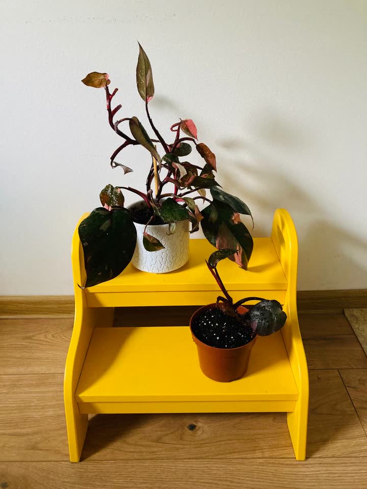 Philodendron Pink Princess