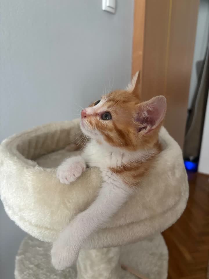Ringi mačak Simba traži dom
