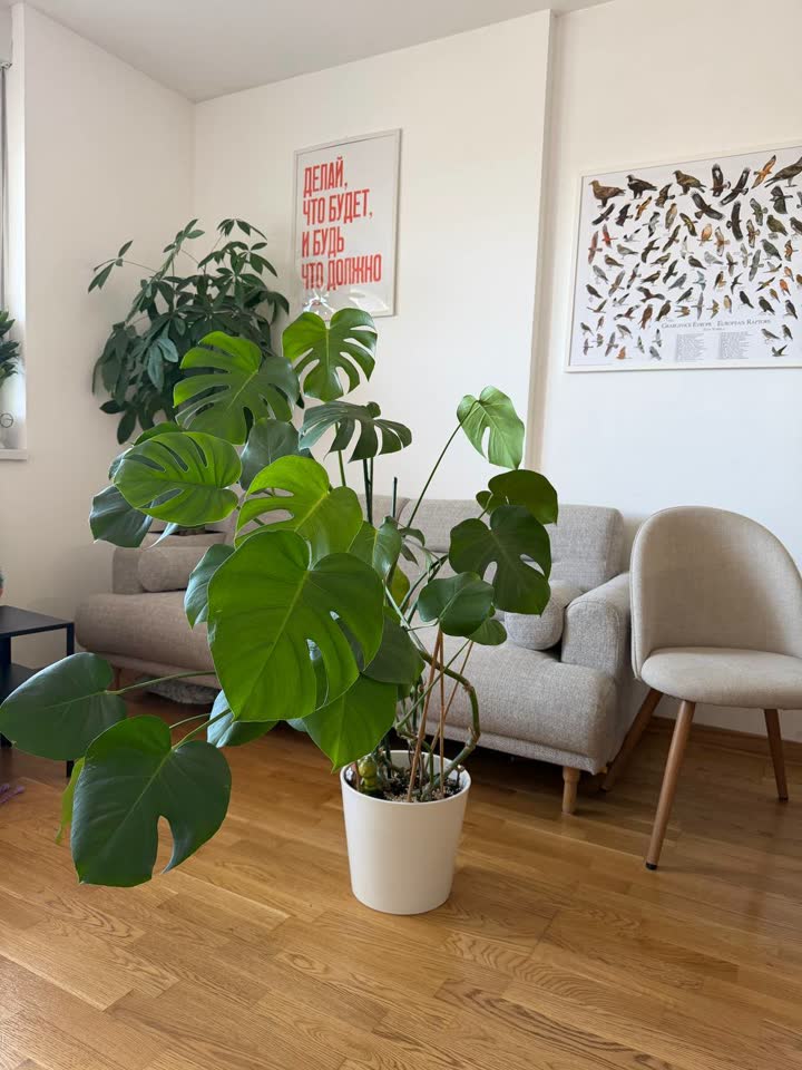 Monstera deliciosa