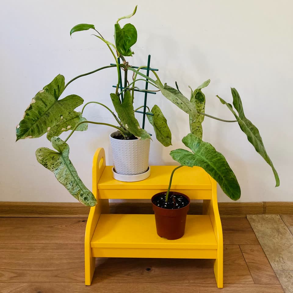 Philodendron Paraiso Verde