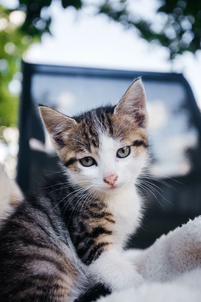 Два пушистых счастья ищут дом! 🐾
