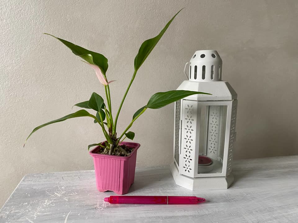 Biljke: anthurium, kalateja, tradeskantija, mladica banane