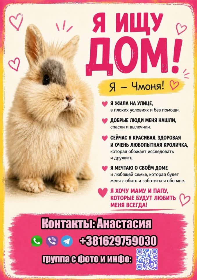 Мисс Чмоня — спасённый кролик ищет дом