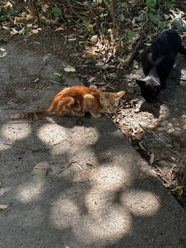 Poklanja se mače, brat pronađenog sa ulice