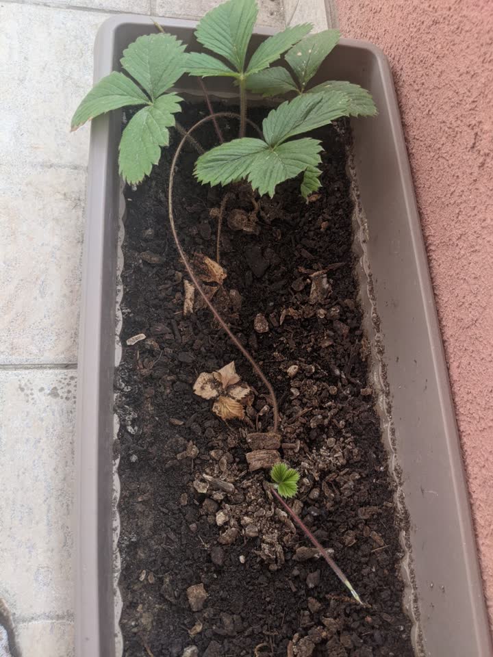 Poklanjam jagodicu za bilo koju donaciju