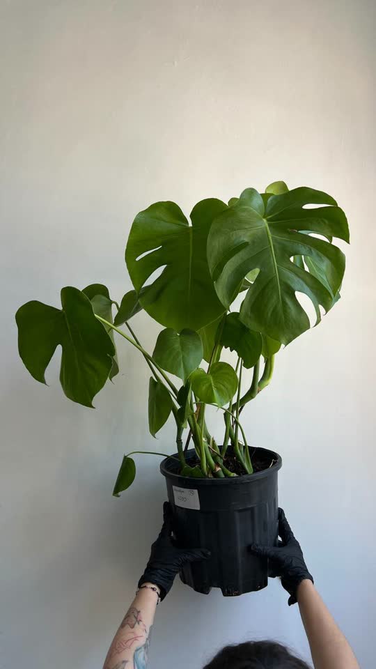 Monstera