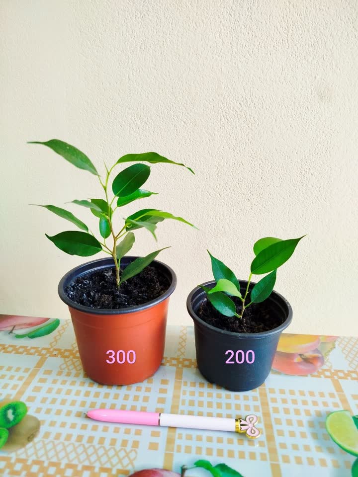Fikus Benjamina