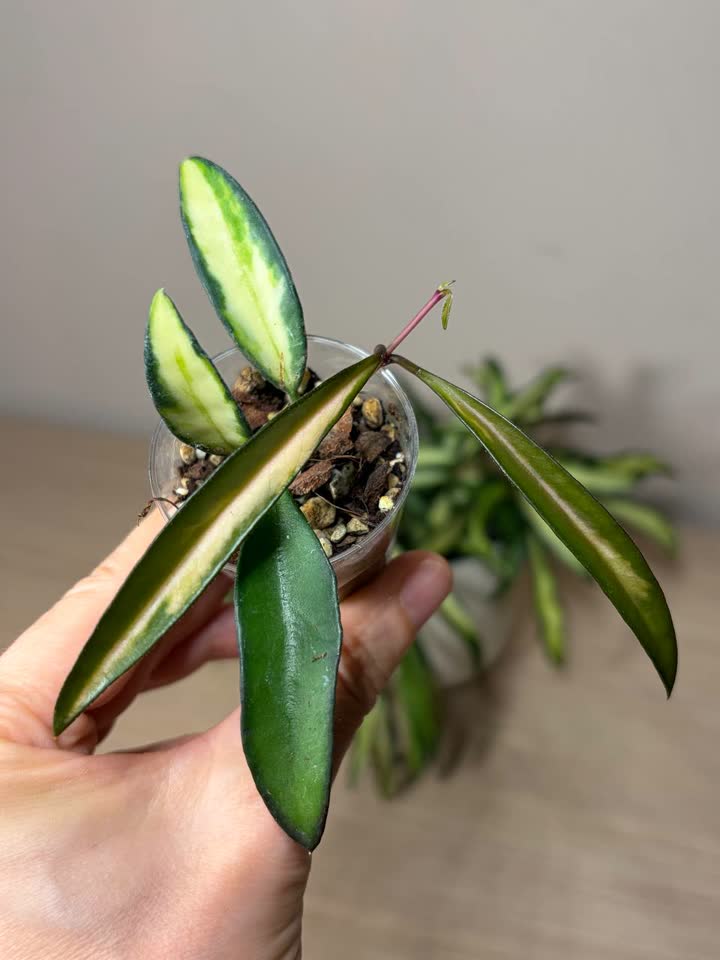 Hoya wayetii tricolor, Hoya densifolia, velika monstera