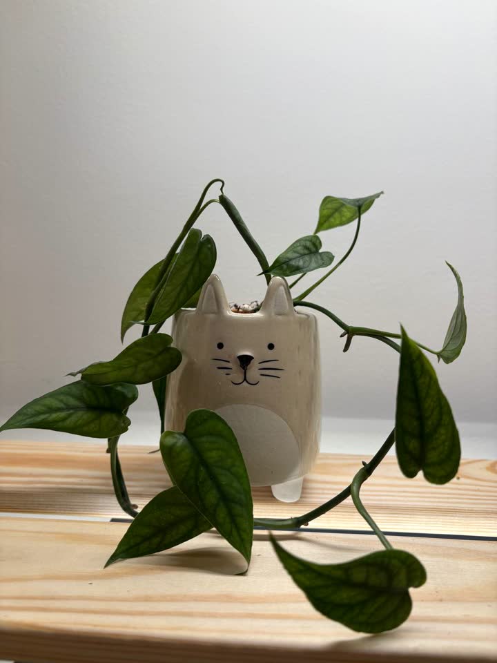 Monstera siltepecana