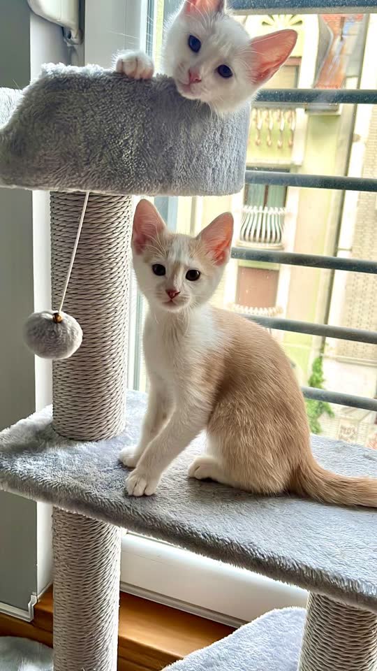 Котенок APA (мальчик) ищет дом