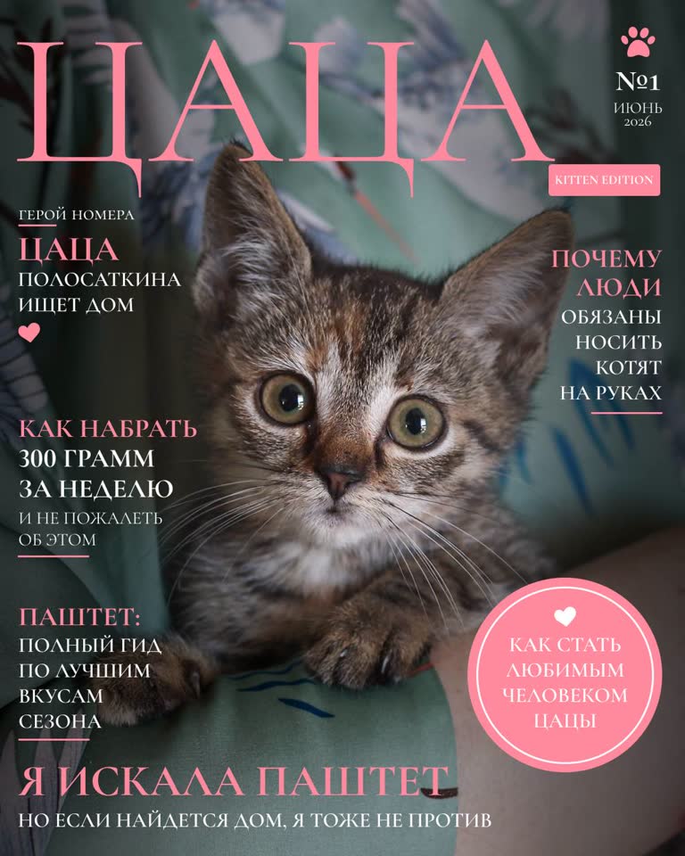 Traži se dom za mače Cacu