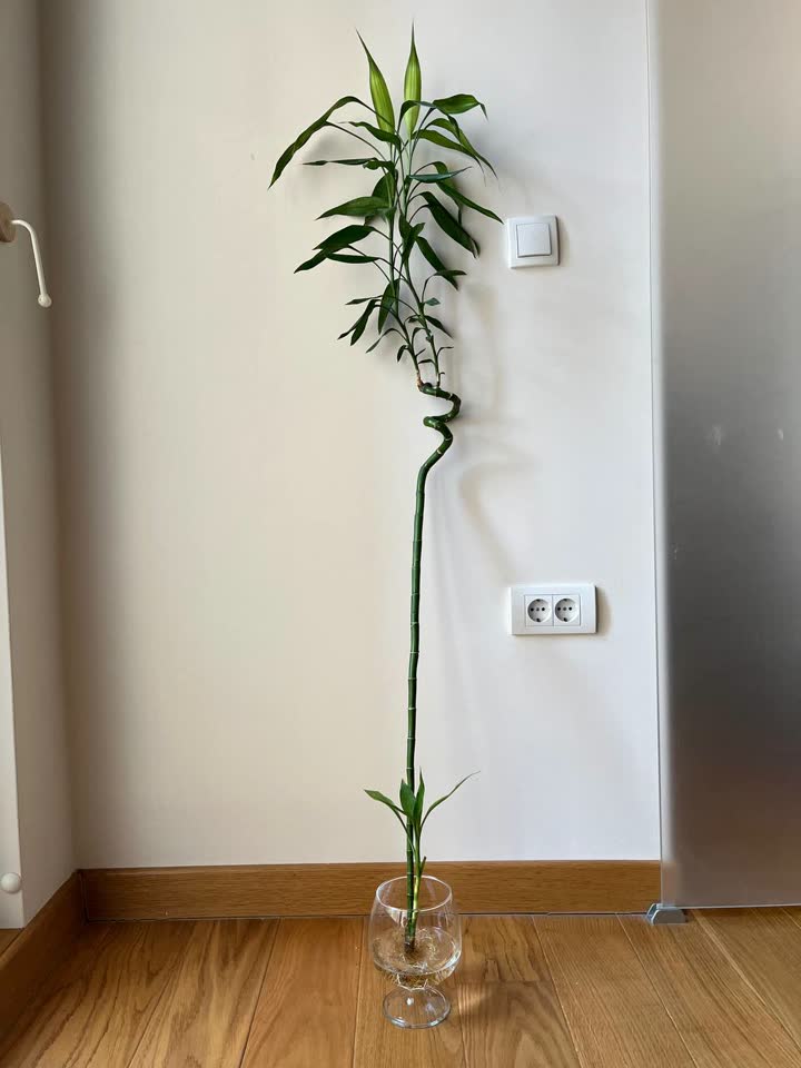 Dracena sanderiana / bambus / Lucky Bamboo