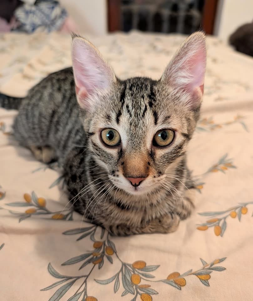 Ищу дом для котят