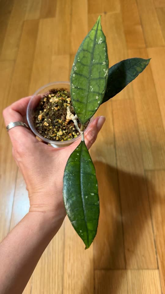 Hoya Finlaysonii