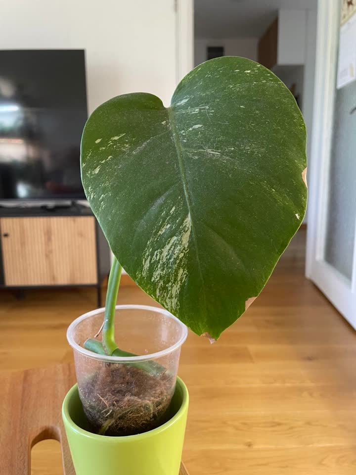 Monstera Alba ukorenjene reznice