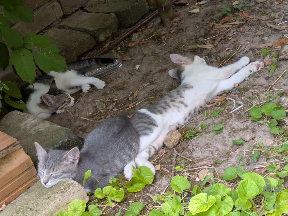 Котята ищут дом