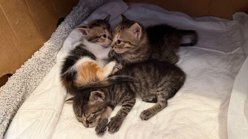 Ищем передержку 3 котятам до ноября