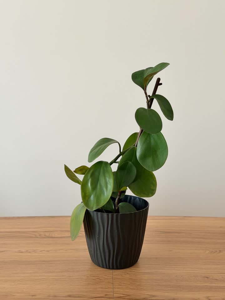 Peperomija baby rubber 55 cm sa saksijom