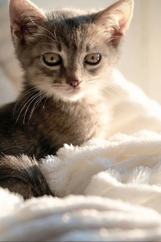 Котенок Лео в поисках любящей семьи