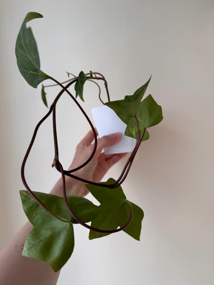 Engleski sobni bršljan (hedera)