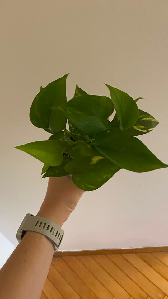 Epipremnum, scindapsus, havortija