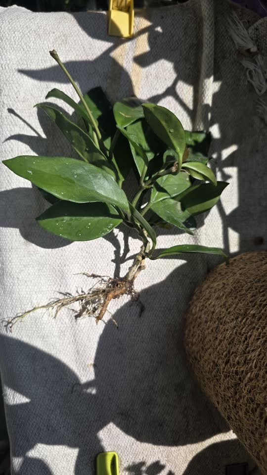 Hoya carnosa