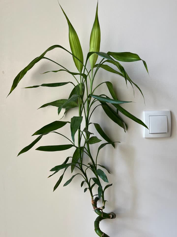 драцена сандериана / lucky bamboo