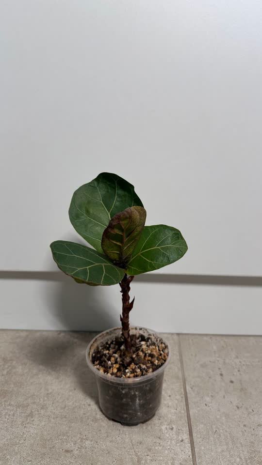 Fikus Bambino, Monstera Monkey, Hibiskus, Kroton