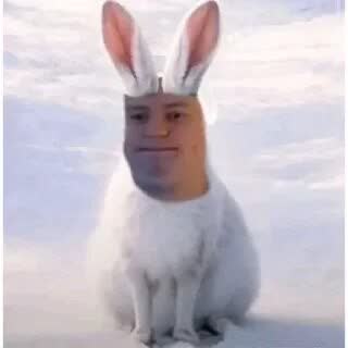 Prodajem zeca burmaldaja