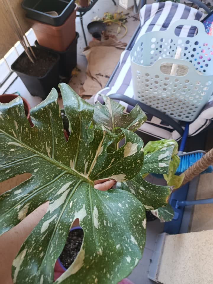 Monstera „Thai Constellation" (Thai Constellation)
