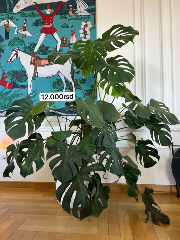 Monstera 140 cm