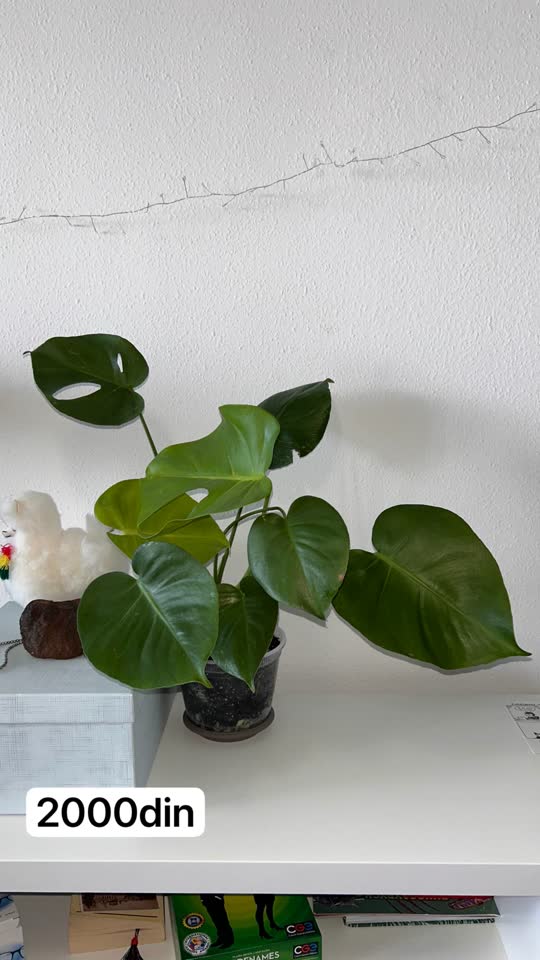 Monstera deliciosa