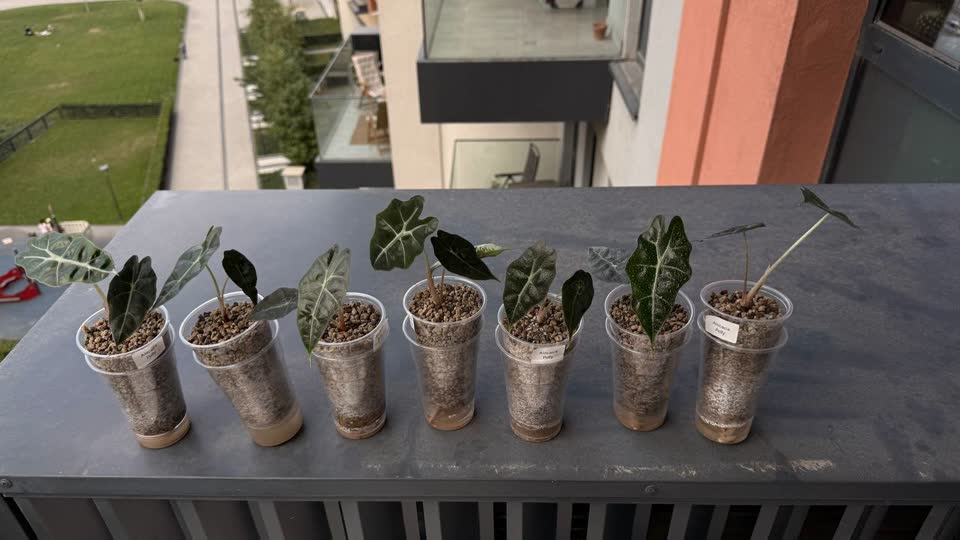 Продам саженцы Alocasia Polly