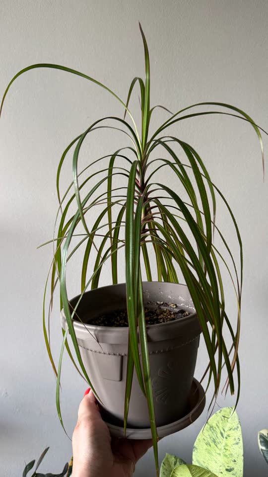 Dracena Marginata