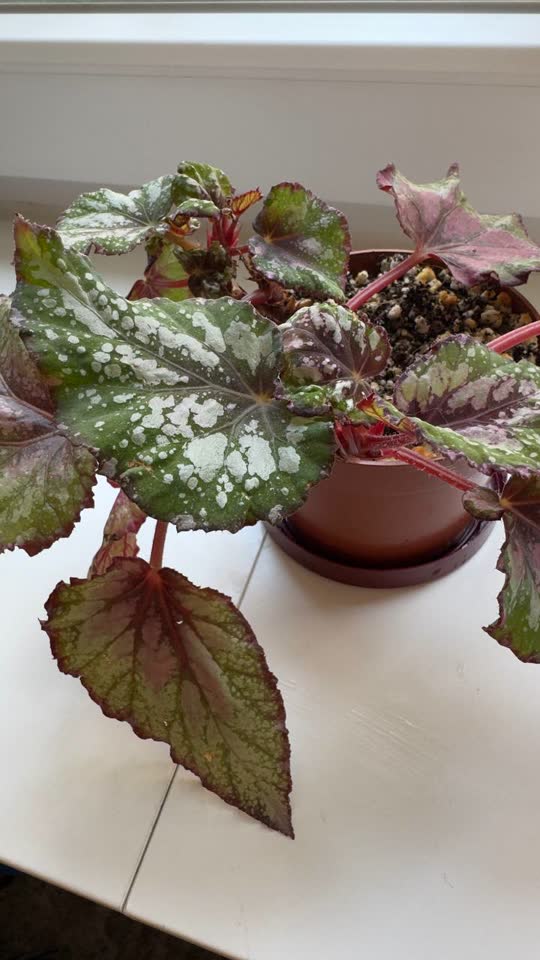 Prodajem prelepu i bujnu kraljevsku begoniju (Begonia Rex).