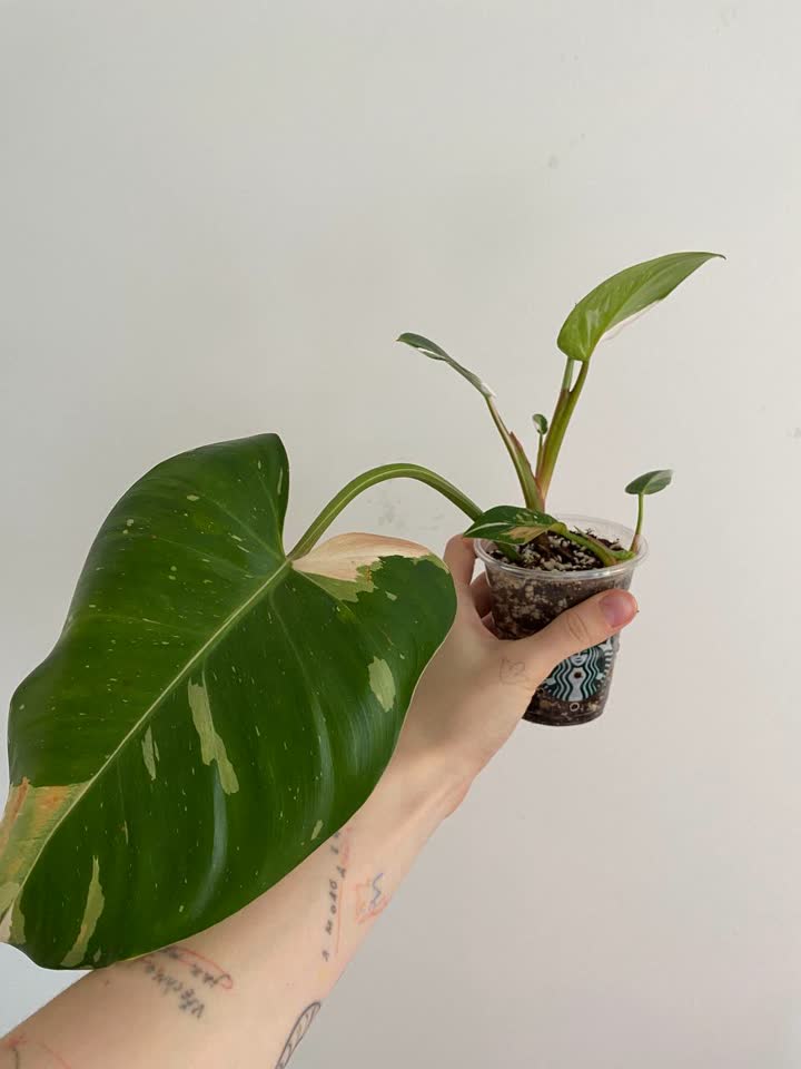 Filodendron White princess – 300