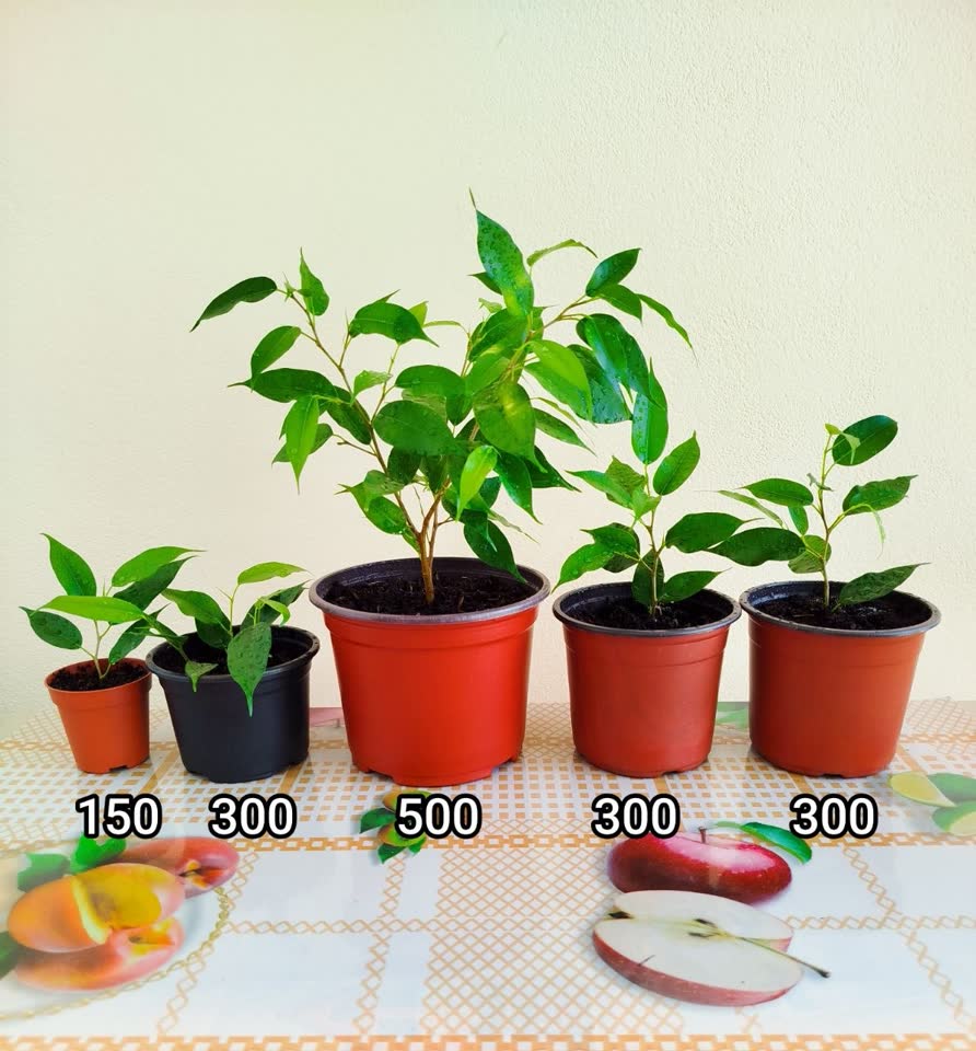 Fikus i paprika