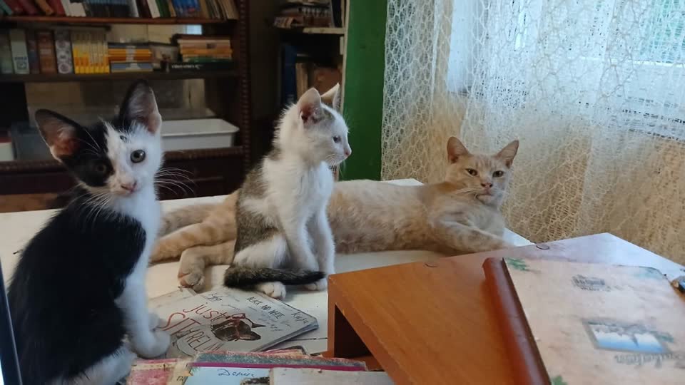 Potrebni stari lonci za životinje