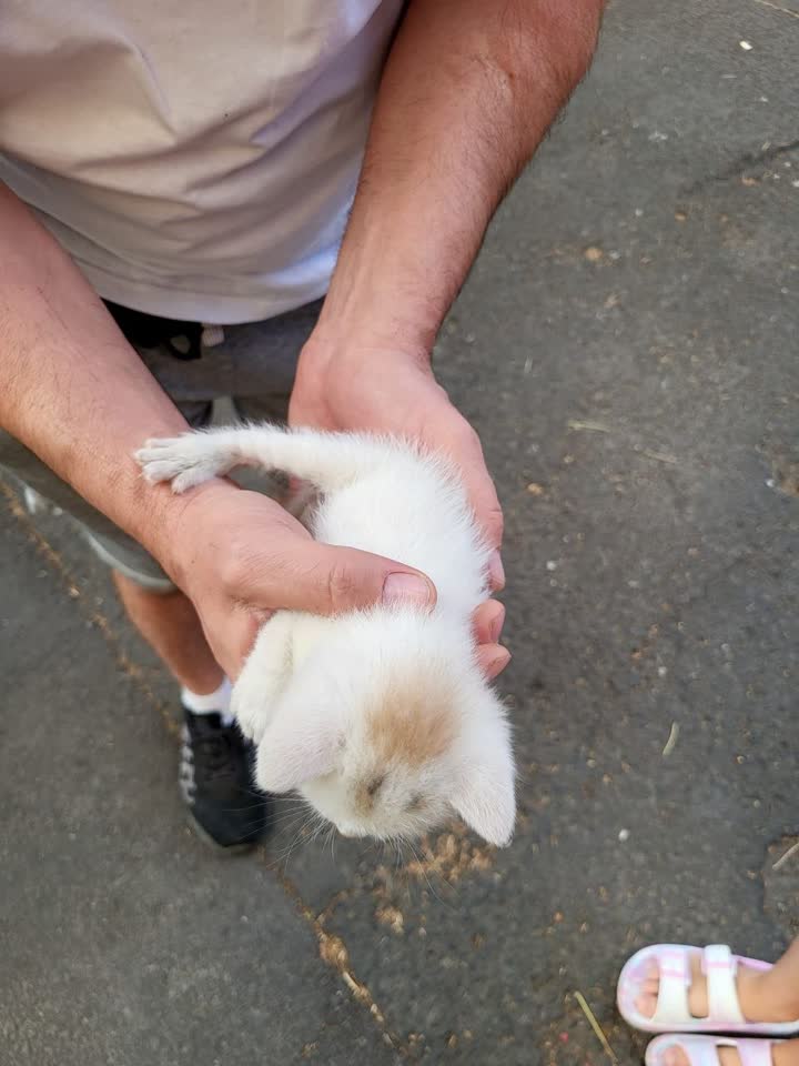 Нужна срочная передержка для котёнка