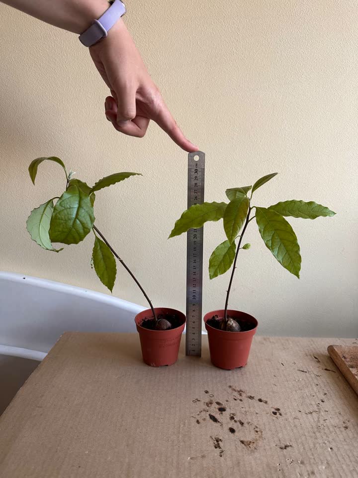 Avokado, svako po 150 dinara